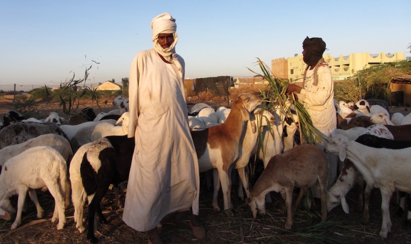 Pix Khartoum shepherds feed their flock in the early morning