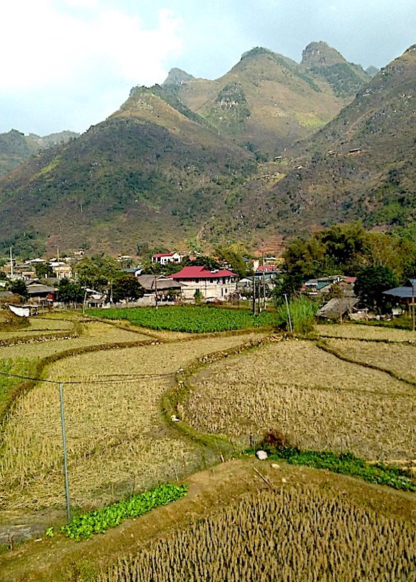 Rice fields in Du Gia, northern Vietnam
